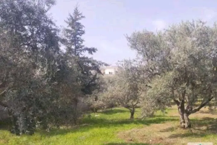 أرض مساحة ٧٧٩م بيت راس إربد