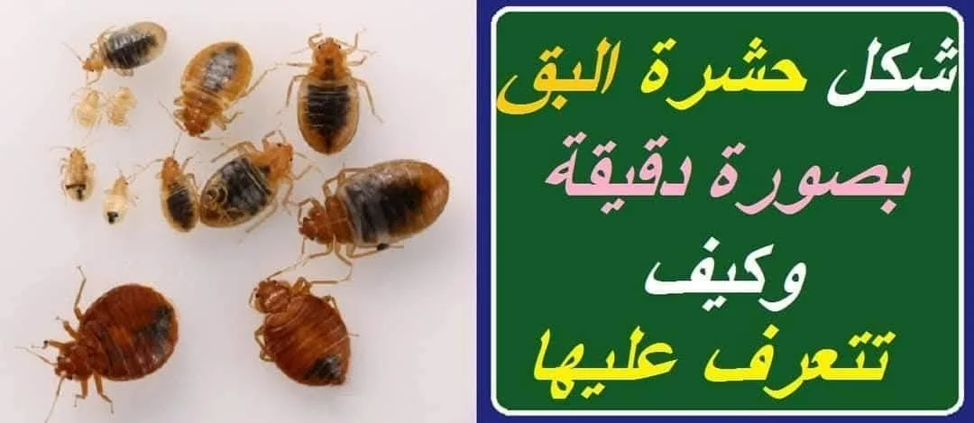 ي حشرة الفراش.  #البق أو كما تسمي (حشرة البق)