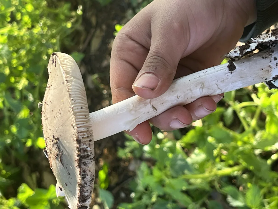 نصف دونم ارض في الحرث للبيع مفروزه بقوشان مستقل