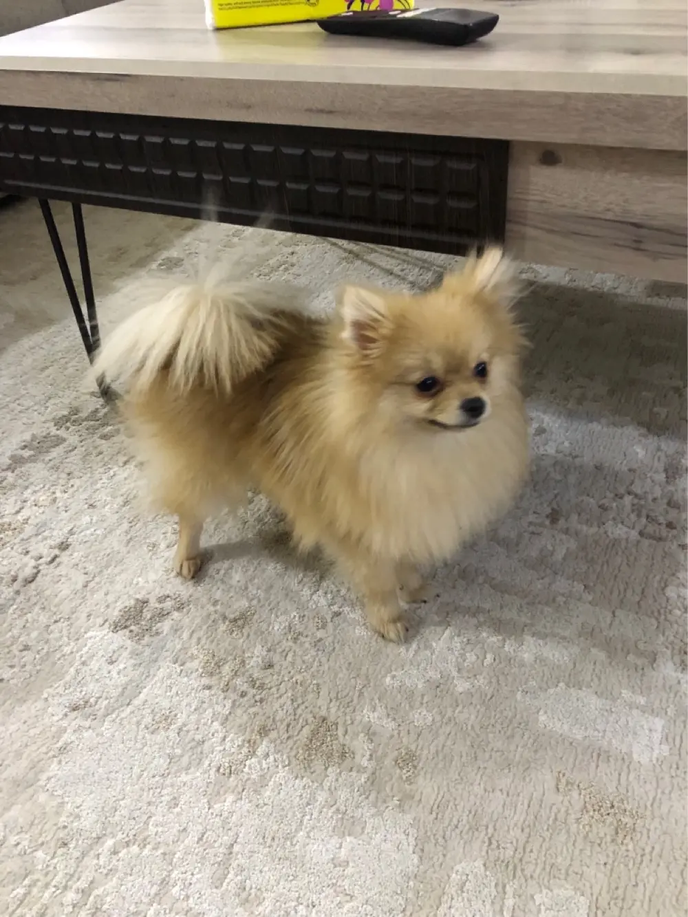 بومرينيان تي كب مع كامل الاغراض