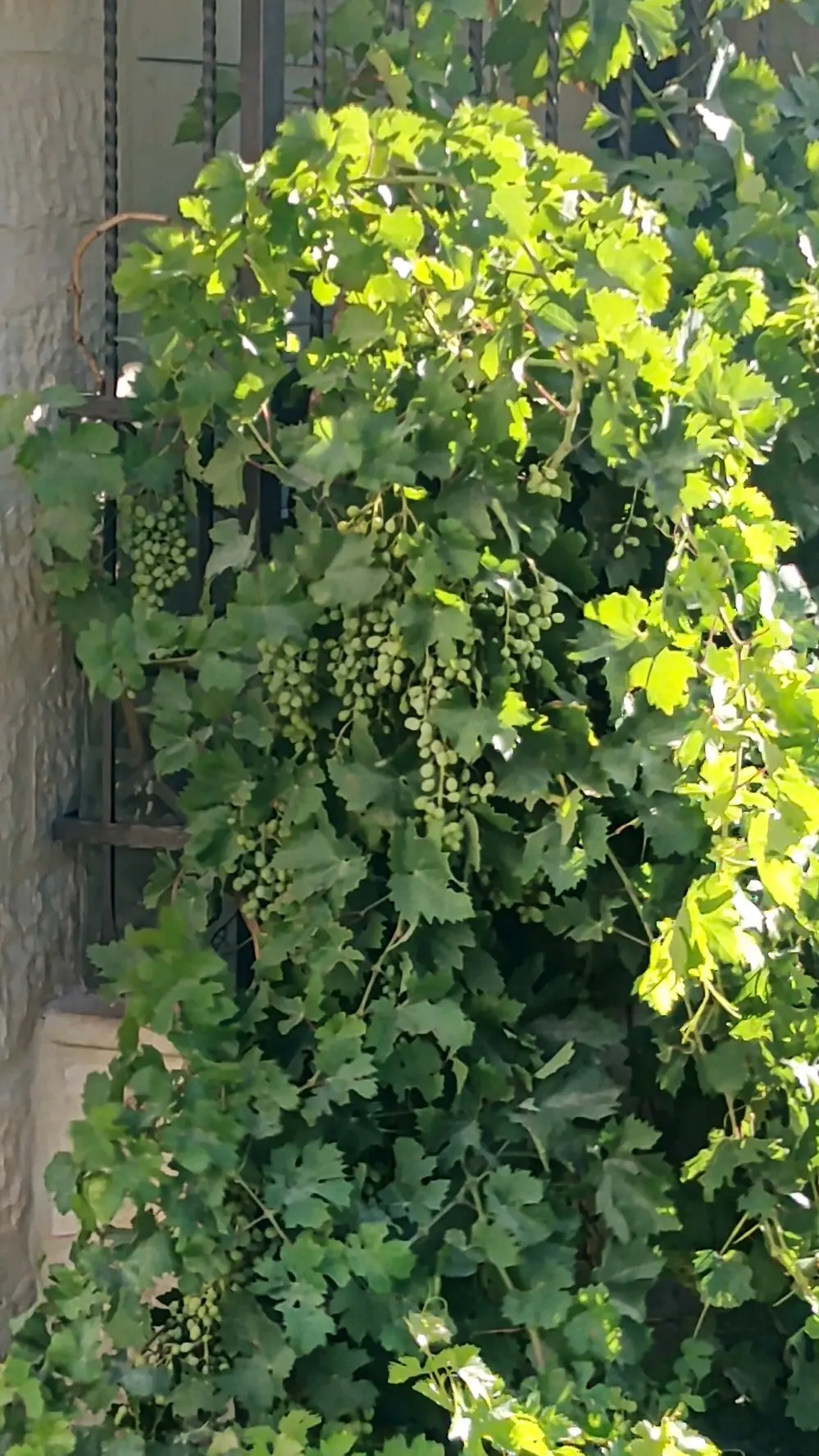 خدمات تنسيق وصيانة الحدائق