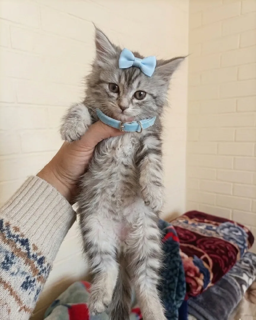 cats sales