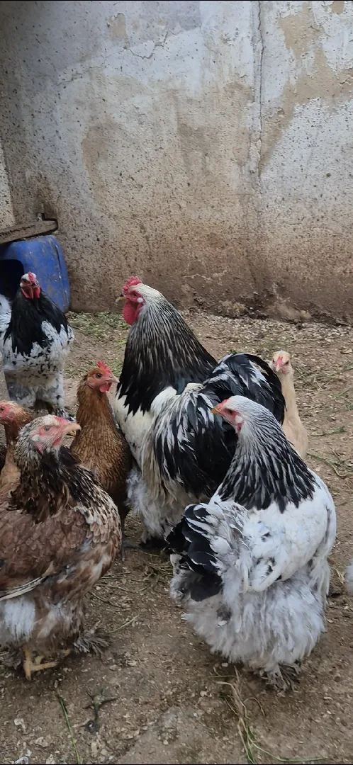 دجاج براهمة
