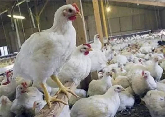 مطلوب شريك ممول لمشروع ناجح ومربح بمبلغ الف دينار