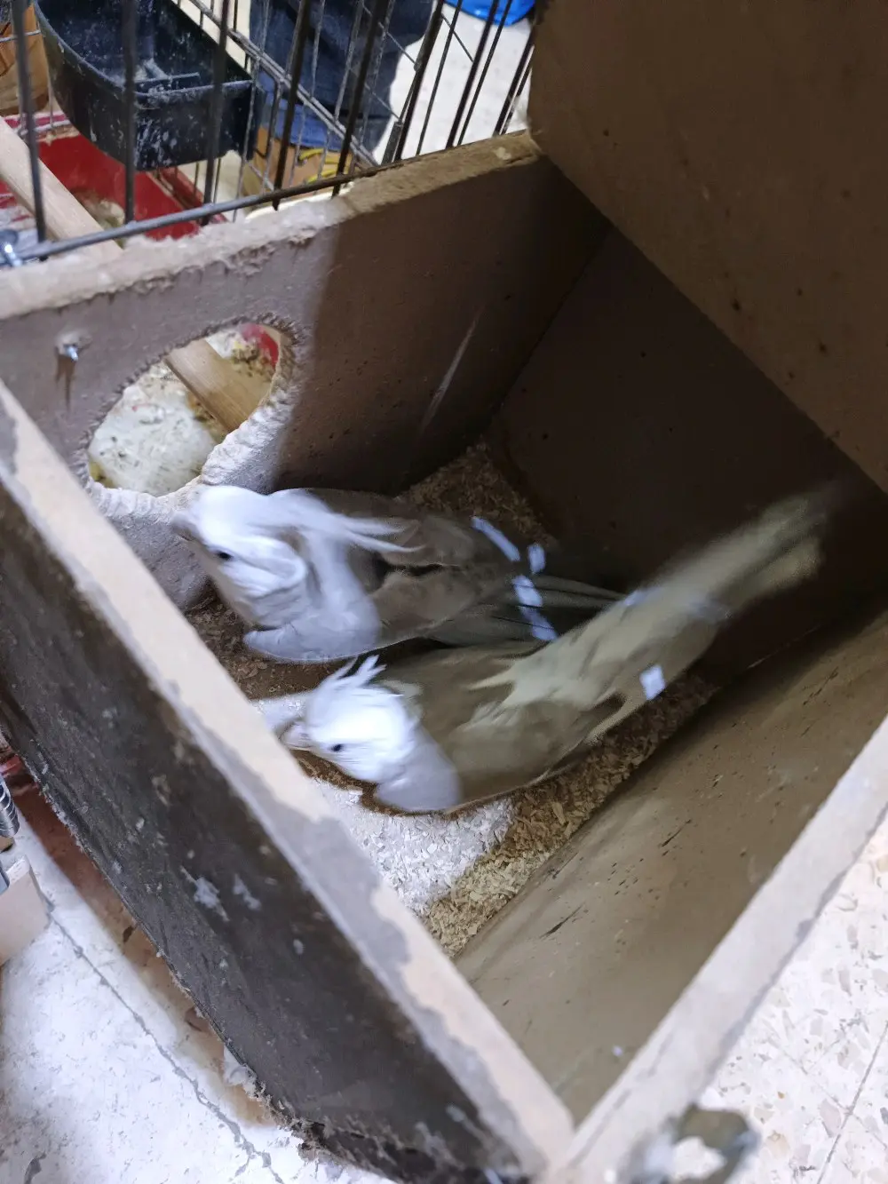 جوز وايت فيس