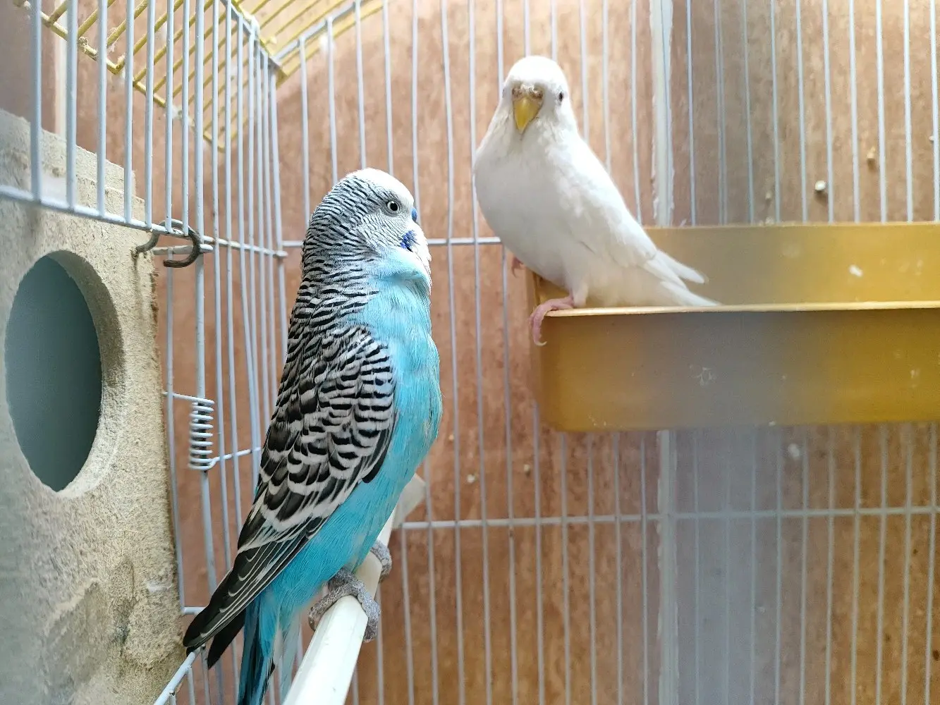 جوز حب..اربد