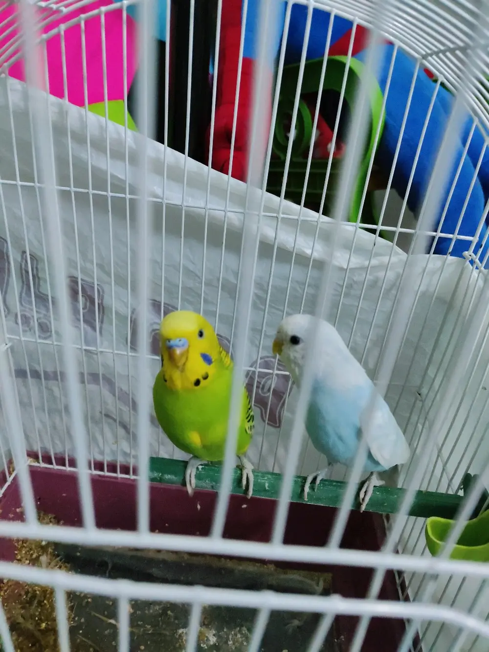 طيور حب بادجي  مع قفص وكوخ  واكل فقط ب١٠ دنانير