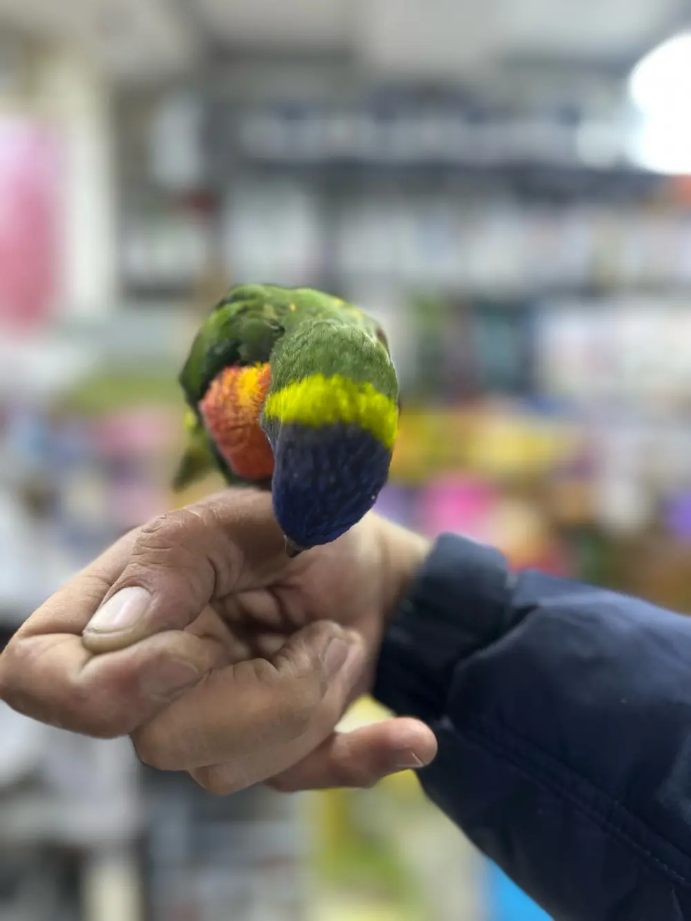 لوري فرخ زق