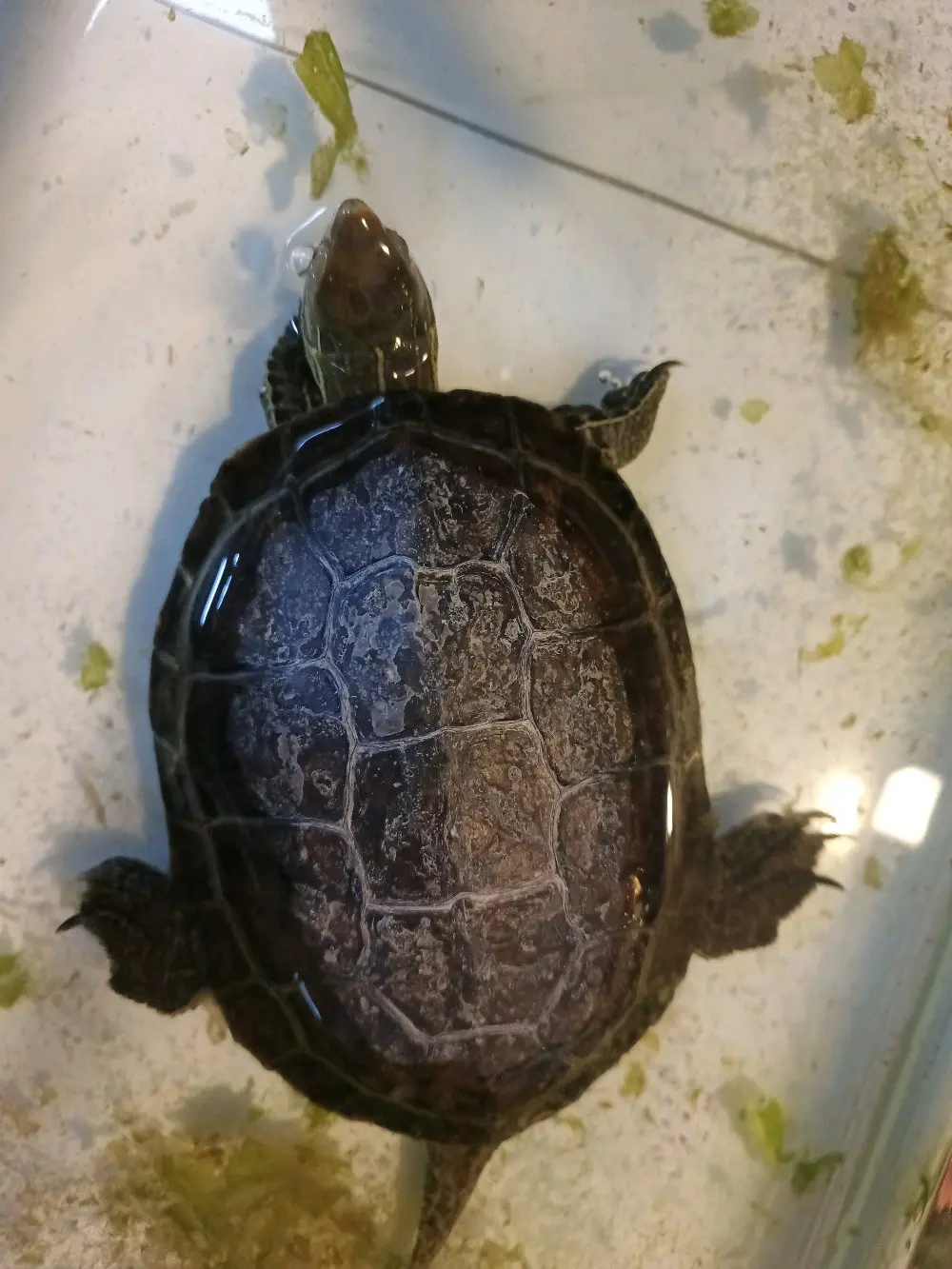 سلحفاه برمائية كبيره