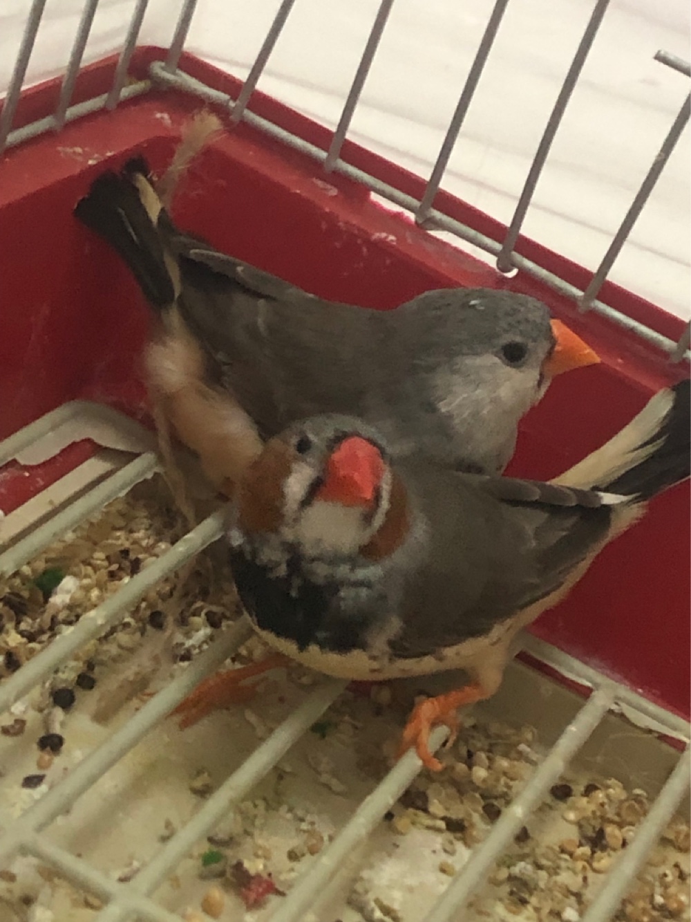 جوز زيبرا بلاك برست سبلت اورنج